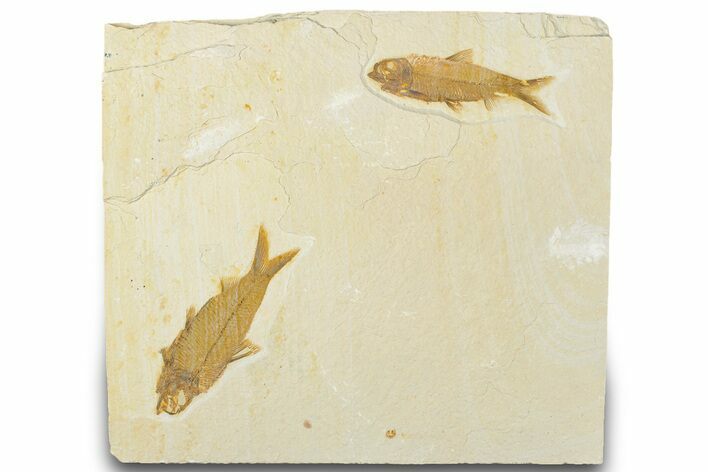 Plate of Two Fossil Fish (Knightia) - Wyoming #320421